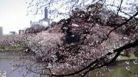 桜 2