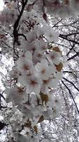 桜 2