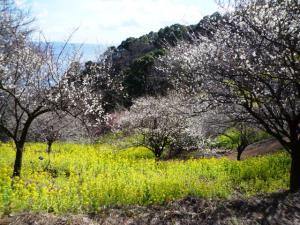 桜と菜の花