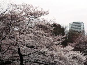 上野の桜