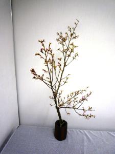 生花の枝