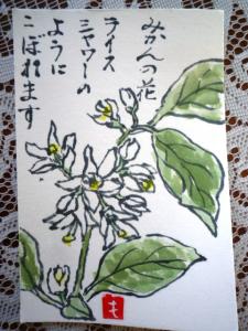 みかんの花
