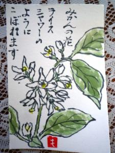 みかんの花