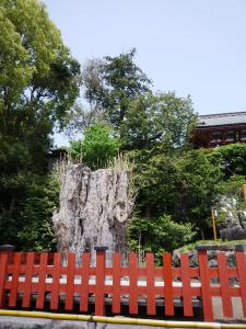 銀杏2