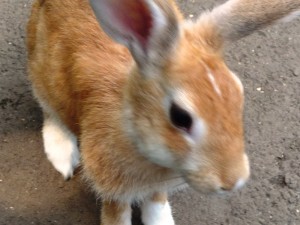 うさぎ