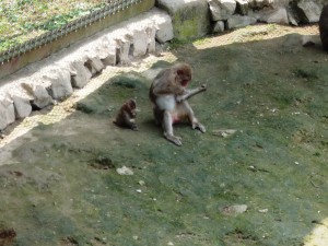 さる