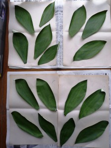 かすみ草