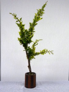 生花