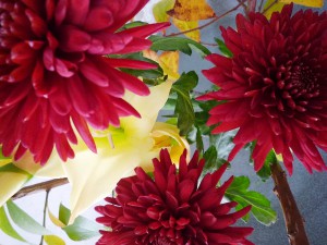 菊