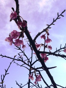 さくら