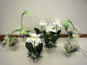 カトレア