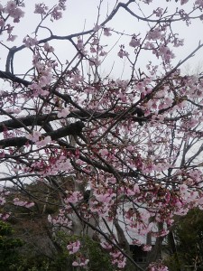 さくら