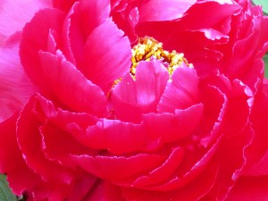 花びら