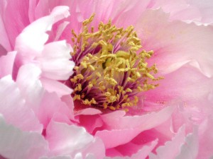 花芯