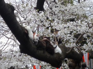 ねこ