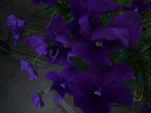 悲しみ