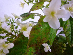 雨