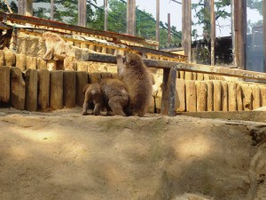 さる