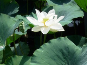 蓮の花