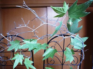 かすみ草