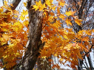紅葉3