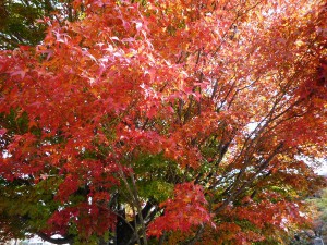 紅葉4