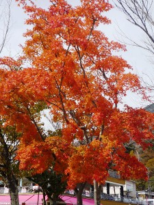 紅葉2