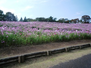 コスモス