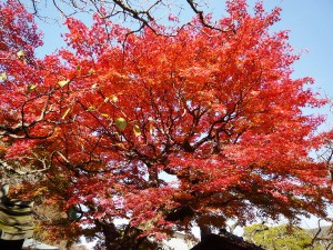 東慶寺