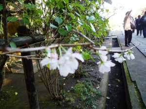 桜