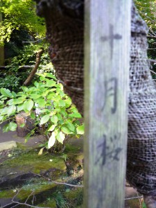 十月桜