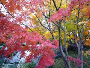 花田苑5
