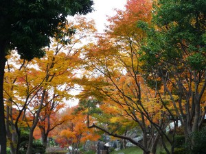 花田苑4