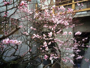 湯島天神