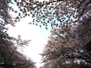 さくら2