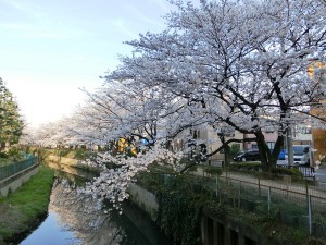 さくら