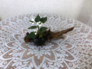 ドクダミ2