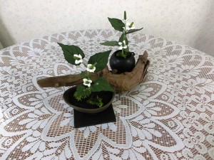 ドクダミ