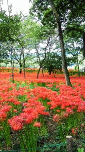 彼岸花