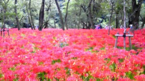 彼岸花2