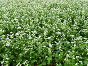 そばの花
