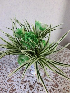 バラ