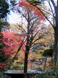 六義園8