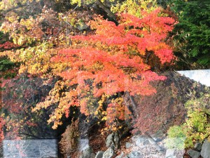 中禅寺湖2