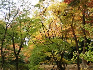 六義園6