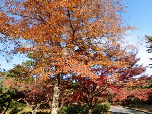 八柱霊園