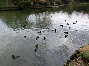 六義園4