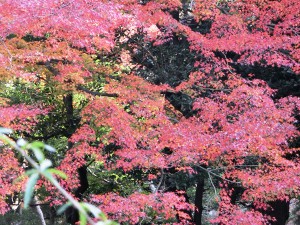 旧古河庭園2