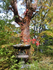 日光