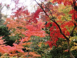 六義園9